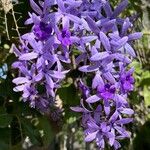 Petrea volubilisCvet