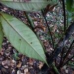 Anaxagorea dolichocarpa Leaf