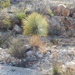 Yucca thompsoniana Агульны выгляд