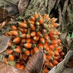 Elaeis oleifera Fruto