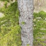 Larix occidentalis List