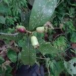 Syzygium jambos Fruit