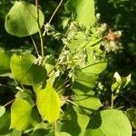 Populus tremuloides Folha