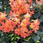 Rhododendron laetum പുഷ്പം
