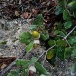 Quercus ilex Fruit