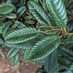 Nothofagus codonandra Hoja