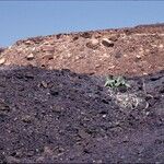 Welwitschia mirabilis Pokrój