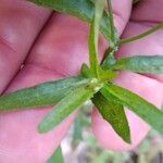 Senecio madagascariensis Fulla