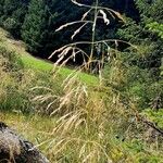 Deschampsia cespitosa Natur