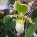 Paphiopedilum primulinum Flor
