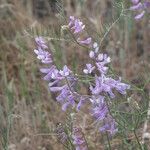 Vicia dalmatica Flor