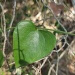 Smilax asperaList