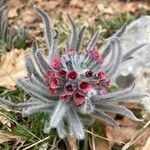 Cynoglossum magellense Flower