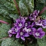 Mandragora officinarum ᱥᱟᱠᱟᱢ