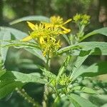 Verbesina alternifolia Flower