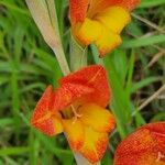 Gladiolus dalenii Blüte