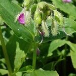 Tinantia erecta Blatt