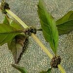 Lycopus uniflorus چھال