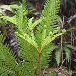 Sticherus flabellatus Habitus