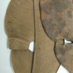 Ormosia costulata Nyingine