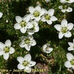Sagina pilifera ফুল