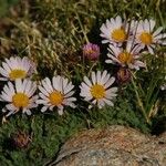 Erigeron vagus Hábito