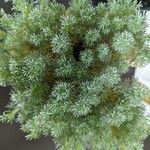 Cotula hispida Hoja