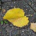 Tilia tomentosa Leaf