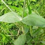 Lychnis coronaria Blatt