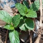 Pyrola picta Leaf