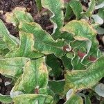 Helichrysum foetidum Leaf