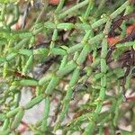 Limonium articulatum Blatt