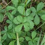 Potentilla anglica Лист