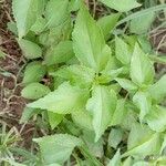 Acalypha fruticosa Leaf