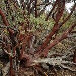 Arctostaphylos patula Bark