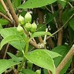 Philadelphus coronarius Flor