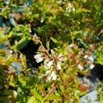 Vaccinium angustifolium Flower