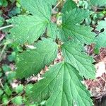 Actaea spicata Листок