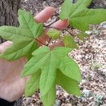 Acer grandidentatum पत्ता