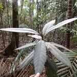 Atractocarpus pterocarpon Hábito