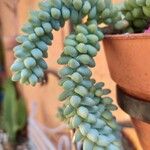 Sedum morganianumLeht