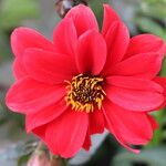 Dahlia coccinea Květ