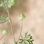 Malva aegyptia Drugo