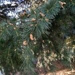 Cedrus deodara Blatt