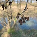Alnus serrulata Fruto
