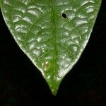 Dichapetalum grayumii Leaf