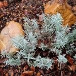 Lavandula latifolia Blatt