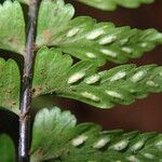 Asplenium erectum Φύλλο