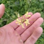 Sisymbrium altissimum Blüte