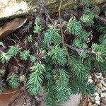 Petrosedum forsterianum Blad